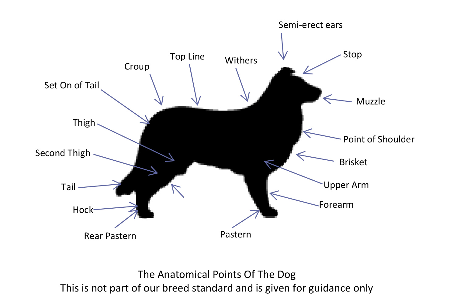 Border Collie Club of GB Breed Standard